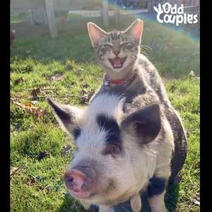 Ta zgraja zwierzaków robi furorę w sieci! Kot masujący świnie skradł serca internautów