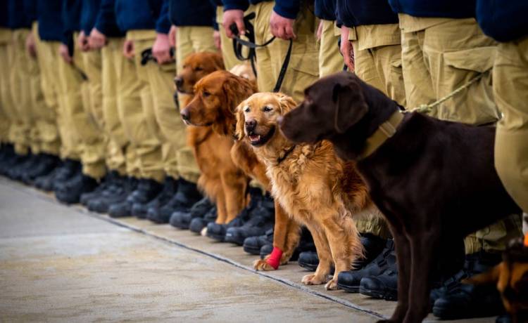 Poznajcie psich bohaterów. To oni pracowali z ratownikami w Turcji! [FOTO]