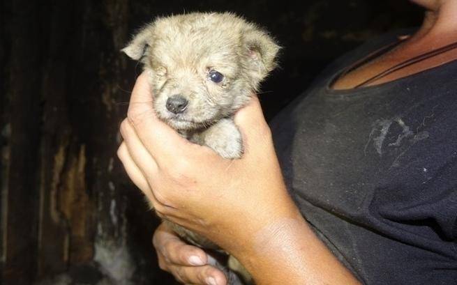 Zapchlone, bez sierści i trzymane w tapczanie... 40 psów z interwencji potrzebuje pilnej pomocy!