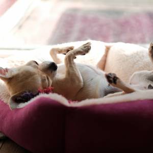 Dlatego pies śpi na plecach. Wielu ludzi o tym nie wie!