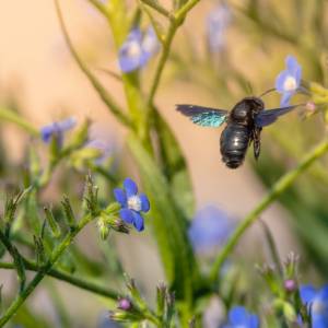 "Czarna pszczoła" to niezwykle rzadki owad. Spotkanie go w Polsce graniczy z cudem 