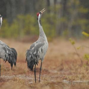 Co zwiastuje żuraw? Mało kto wie, co oznacza obecność tego ptaka