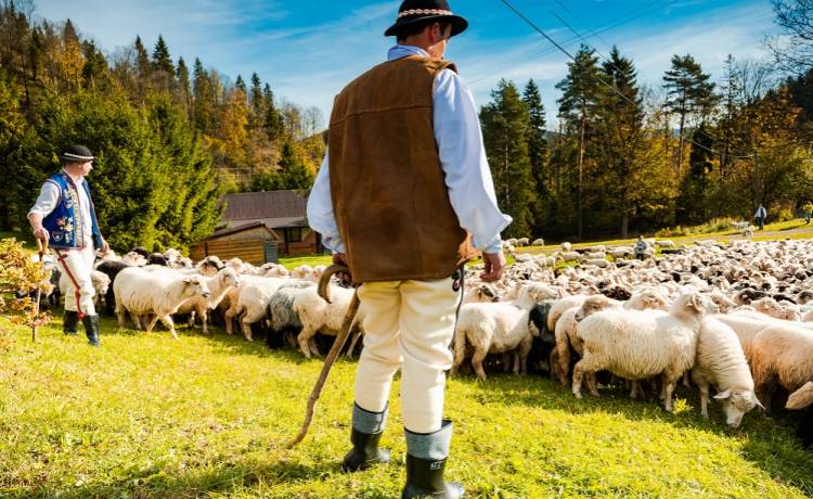 Jesienny redyk w Czarnym Dunajcu. To wydarzenie przyciąga tłumy turystów