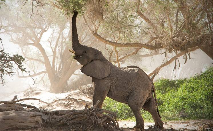 Słoń „w biegach przez płotki”. Kto powiedział, że słonie nie potrafią „skakać”? [WIDEO]