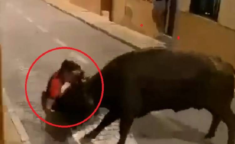 Szokujące sceny w spokojnym miasteczku. Byk ciskał nastolatkiem po ulicy [WIDEO]