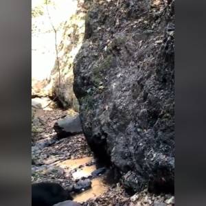 Te dziki bezproblemowo wspinają się po stromej skale! Internauci w szoku: "Zdumiewające" [WIDEO]