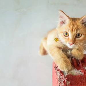 Kot drapie meble? Tak oduczysz go takiego zachowania!