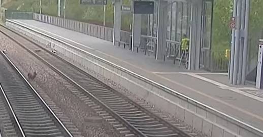 Pies spacerował po torowisku. Zatrzymał się na widok człowieka. "Poprosił o pomoc" [FILM]