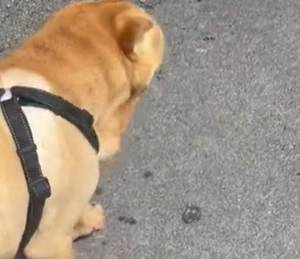 Pies musiał zostać uśpiony z powodu choroby. Kobieta postanowiła zrobić coś niezwykłego [WIDEO]