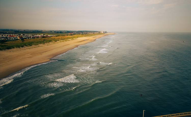 Plaża zasypana przez "ryby penisy". Nazwa wzięła się od nietypowego kształtu [FOTO]