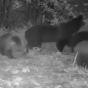 Niedźwiedzi nalot na sad! Zwierzęta przyłapano na gorącym uczynku! [WIDEO]