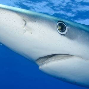 Rekiny w Portugalii. Jest się czego bać? Ile ludzi rocznie ginie "w ich szczękach"?