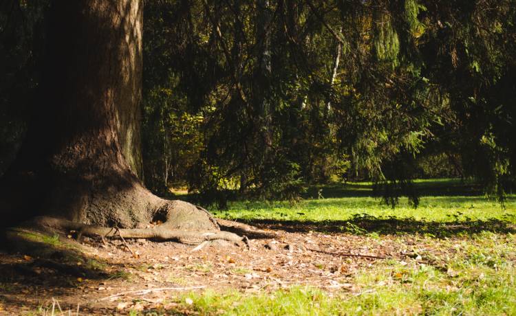 Jego ślina zawiera jad! To kolejny jadowity ssak żyjący w naszym kraju