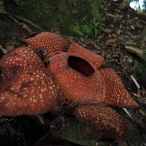 Jest ogromna i śmierdzi padliną. Ta roślina intryguje naukowców