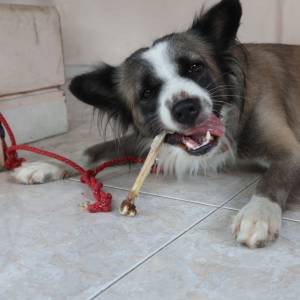 Czy pies może jeść kości? Weterynarz mówi jasno