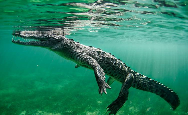 Cudem przeżył atak krokodyla. Szczęki gada zacisnęły się na głowie 51-latka 