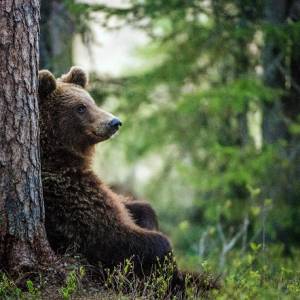 Kot walczył z niedźwiedziem i wygrał! [WIDEO]