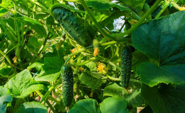 fot. shutterstock.com