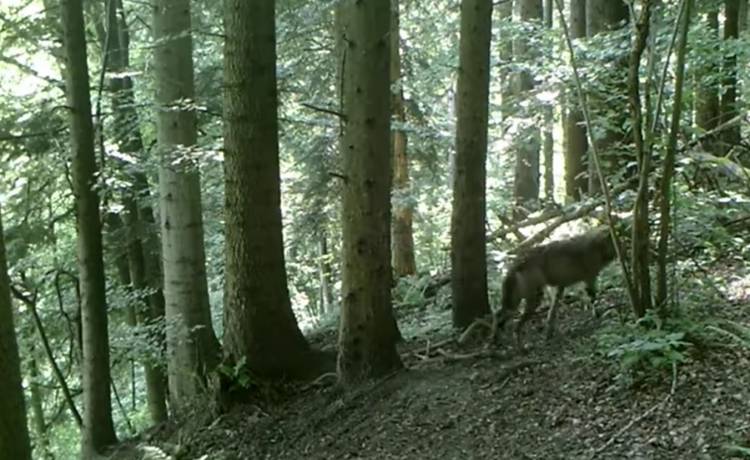 Wilk kontra jeleń, a wszystko tuż przed fotopułapką. Nietypowy "gość" zaskoczył internautów! [WIDEO]