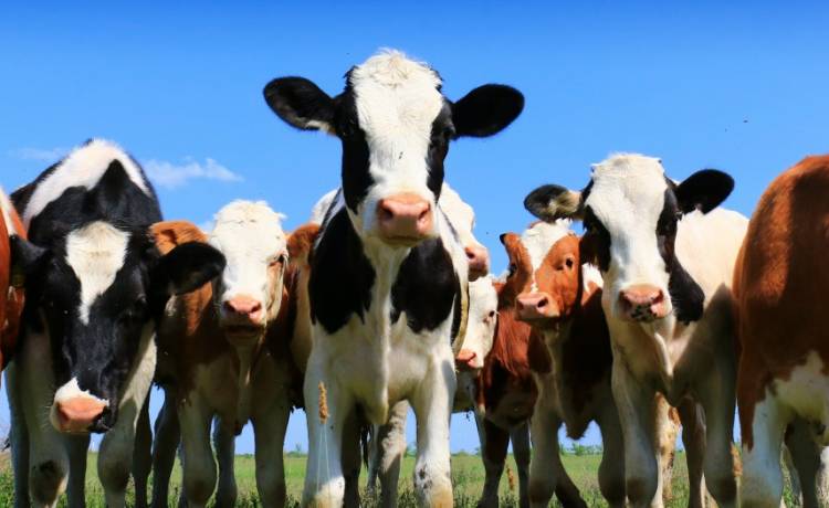 Zatrzymała go policja, bo nie miał przedniego zderzaka. Okazało się, że w bagażniku przewoził dwa... cielaki