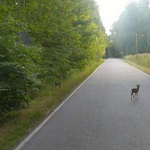Maleńkie sarenki na środku drogi. Internauci komentują reakcję kierowcy [WIDEO]