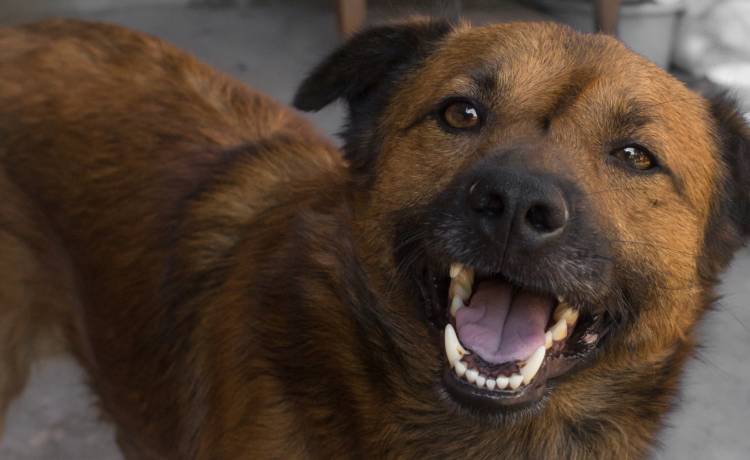 Wdzięczność i radość zwierząt ze schroniska na wieść o nowej rodzinie! Zobacz wzruszające filmiki z adopcji pupili