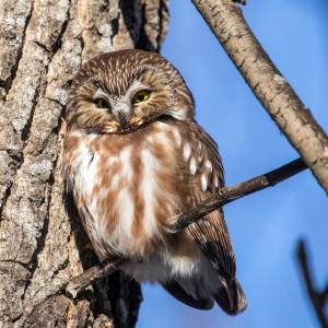 Co oznacza sowa w ogrodzie? Dlatego pojawia się blisko domu