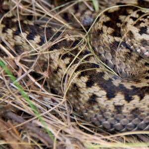 Dwugłowy wąż w Pułtusku. Niesamowity widok! [ZDJĘCIA]