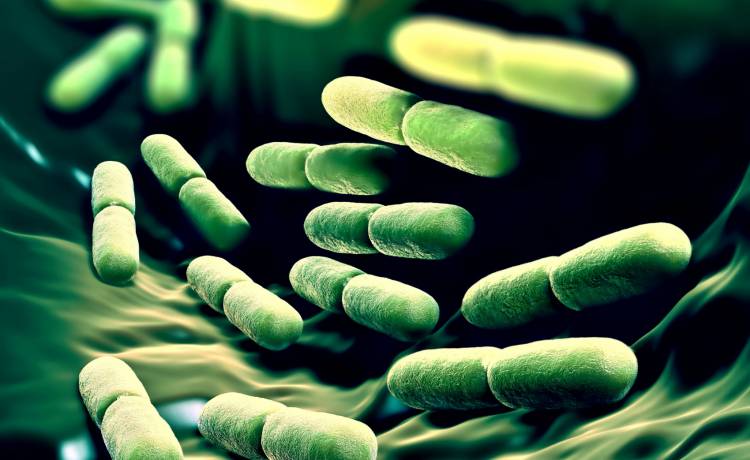 Nowa superbakteria nie reaguje na antybiotyki