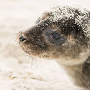 Puszczony ze smyczy pies zagryzł fokę na oczach ludzi. Musiała zostać uśpiona