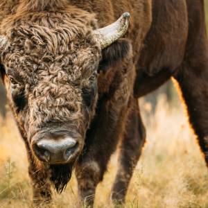 Weterynarz miał uśpić żubra w zoo. Zwierzę wyrzuciło go w powietrze na kilka metrów