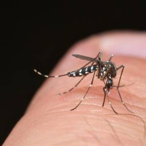 Komary dają się we znaki! W Polsce pojawił się ich azjatycki kuzyn