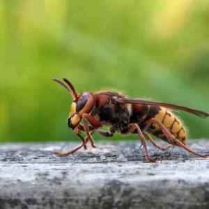 Czy szerszenie rzeczywiście polują na pszczoły? Prawda może zaskoczyć 