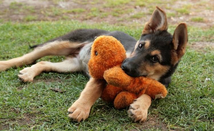 Bezdomny owczarek tułał się po ulicach miasta. Przy sobie miał pluszowego misia. Dlaczego? Powód wzruszy każdego [FOTO]