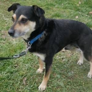 Potrzebujesz takiego przyjaciela, jak Roki? Ten SŁODZIAK szuka domu! Okaż mu serce w te święta      