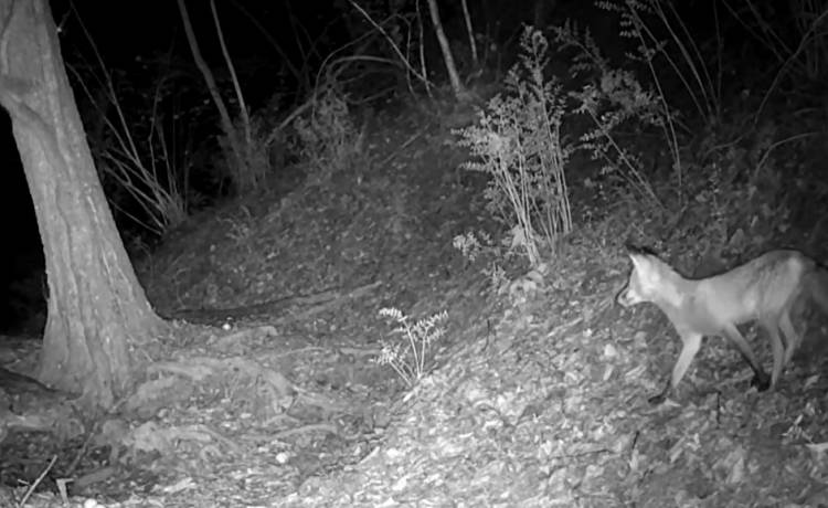 Ten tchórz miał niewielką szansę na ucieczkę. Zobacz, jak lis atakuje nocą! [WIDEO]