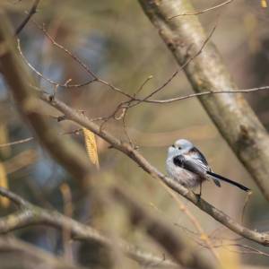 Znany jest werdykt głosowania. Oto ptak roku 2025 