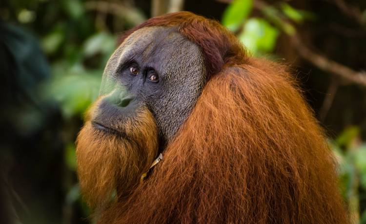 Kobieta karmiła dziecko, gdy podeszła do niej wielka małpa. Reakcja zwierzęcia może szokować [WIDEO]
