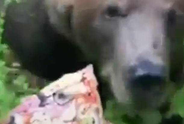 Niedźwiedź gonił mężczyznę, który miał w ręku pizzę. Wszystko się nagrało! [WIDEO]