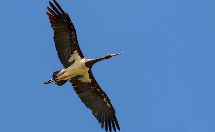 fot. shutterstock.com