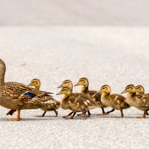 Małe kaczki wykonały wielki skok [WIDEO]