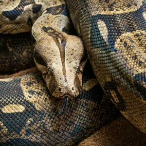 Tiktokerka oberwała wirującym wężem. Wystrzelony w powietrze gad spadł prosto na nią. Nagranie jest hitem [WIDEO] 