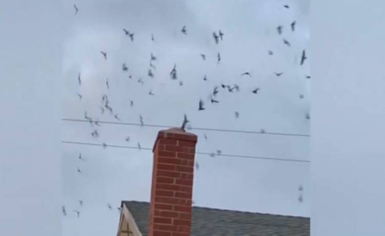 „Weszliśmy w koszmar”: Rodzina znalazła w swoim domu setki ptaków. Zwierzęta wleciały przez komin [WIDEO]