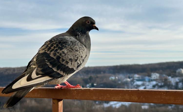 dmitro2009/Shutterstock