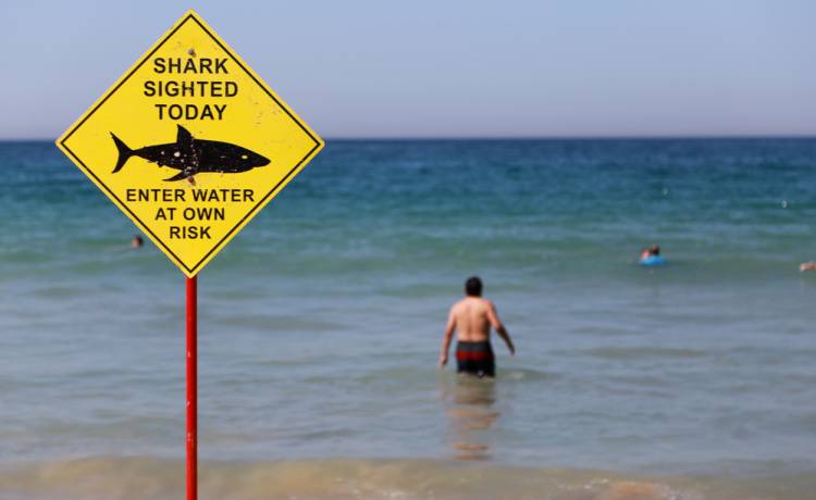 Rekin zaatakował chłopca. Nastolatek nie przeżył