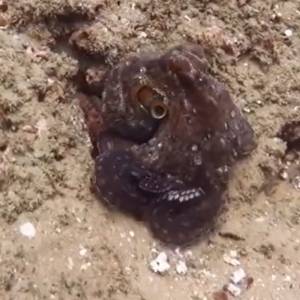 Trudno zobaczyć to zwierzę. Jest wręcz niewidzialne! [WIDEO]