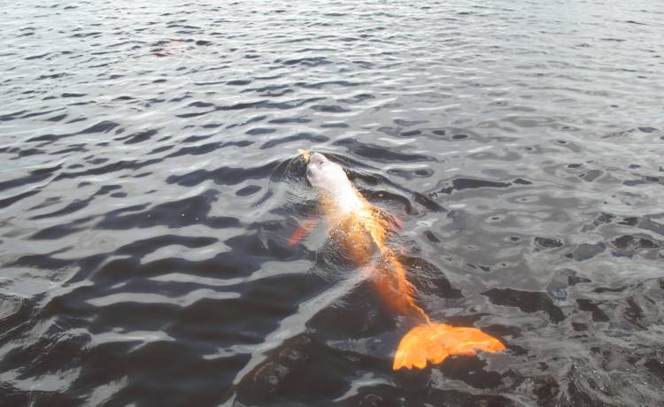 Podziwiała delfiny, kiedy jeden z nich niemal odgryzł jej stopę 