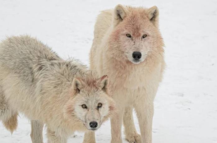 Wilki polarne w Łącznej, fot. Krzysztof Chwaliński, RMF MAXX