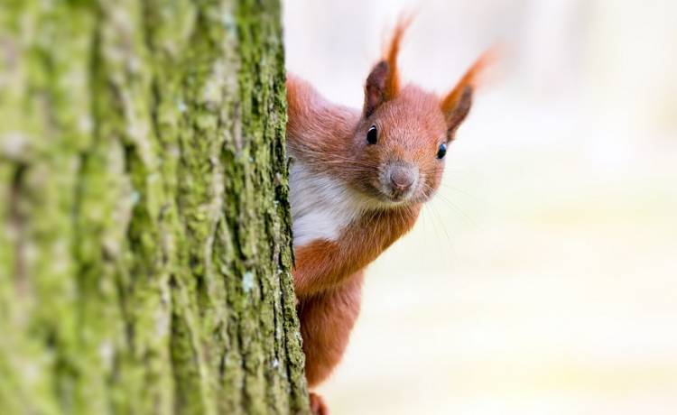 Nie uwierzysz, jakie zapasy  może zgromadzić jedna wiewiórka w ciągu 4 dni! Zaskakujące odkrycie pewnego kierowcy [FOTO]