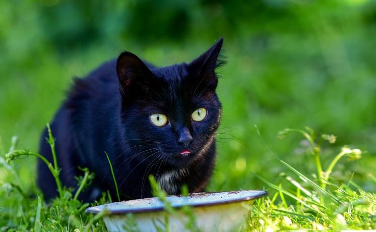 Kot „złodziej” dokonał serii włamań. Niejedna kobieta straciła przez niego bieliznę [ZDJĘCIE]